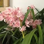 San Michele 3*